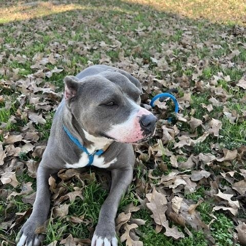 Enlarge STAR, a Adoptable Pit Bull Terrier in Manchester, CT image 5/6