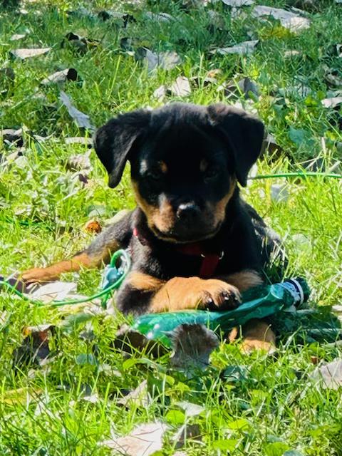 Enlarge Ivan, a Adopted Rottweiler in Plainfield, WI image 5/5