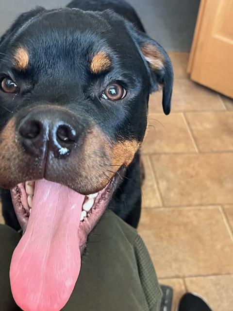 Ivan, Adopted, Young Male Rottweiler.