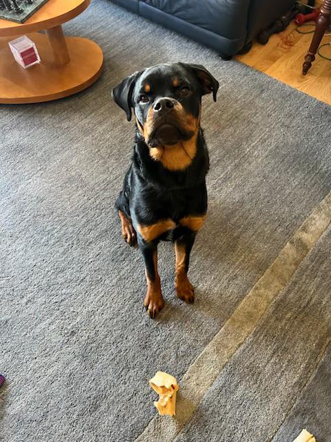 Ivan, Adopted, Young Male Rottweiler.