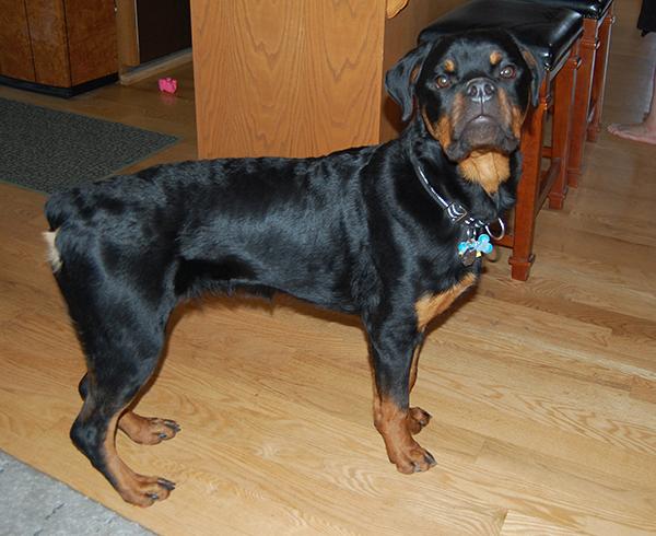Enlarge Ivan, a Adopted Rottweiler in Plainfield, WI image 4/5