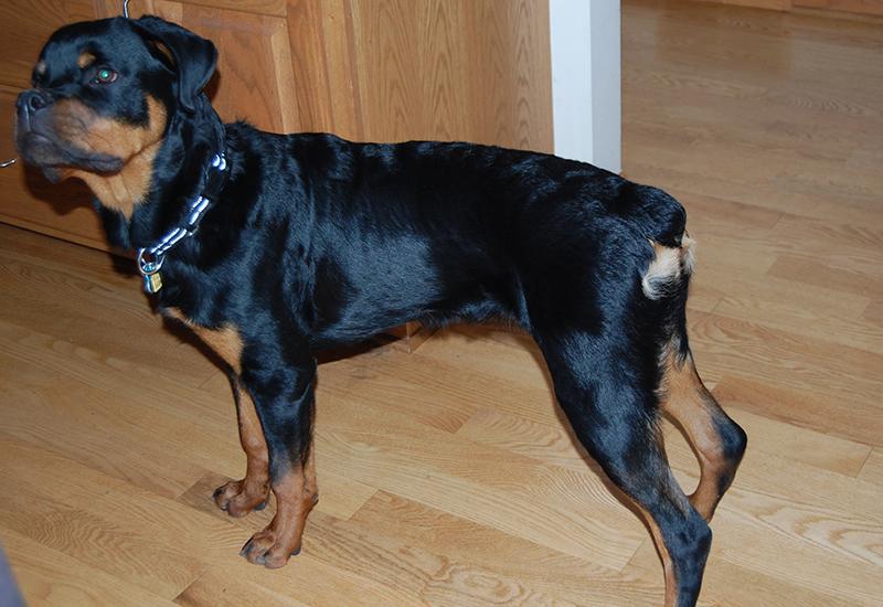 Enlarge Ivan, a Adopted Rottweiler in Plainfield, WI image 3/5