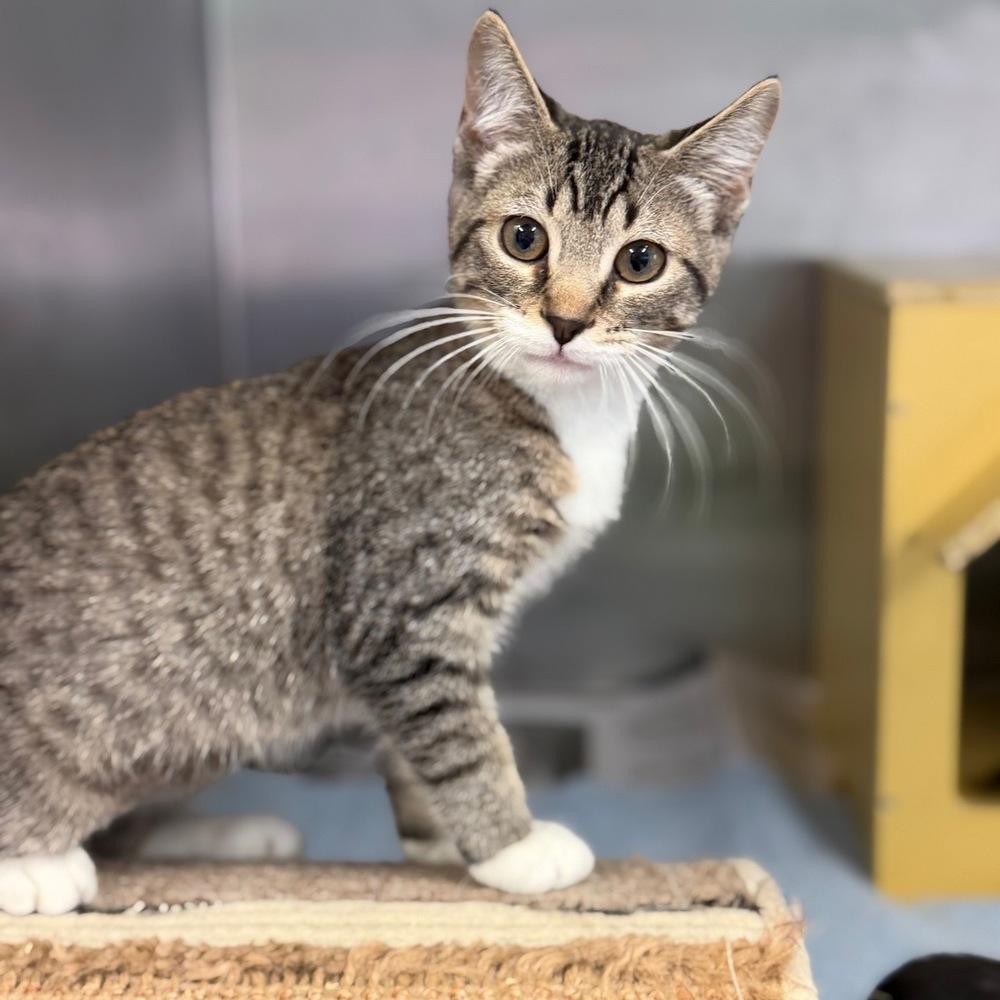Gabby, Adoptable, Kitten Female Domestic Short Hair.