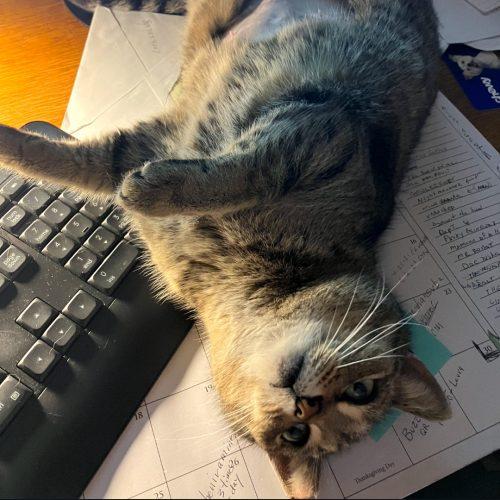 Vixen, Adoptable, Young Female Domestic Short Hair & Tabby.