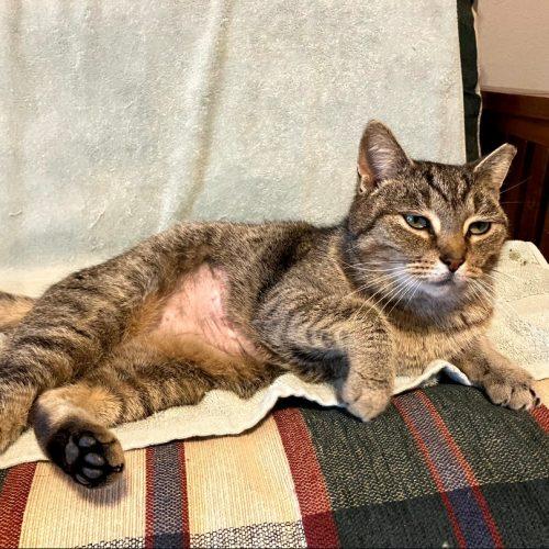 Enlarge Vixen, a Adoptable mixed breed in Knoxville, TN image 2/3