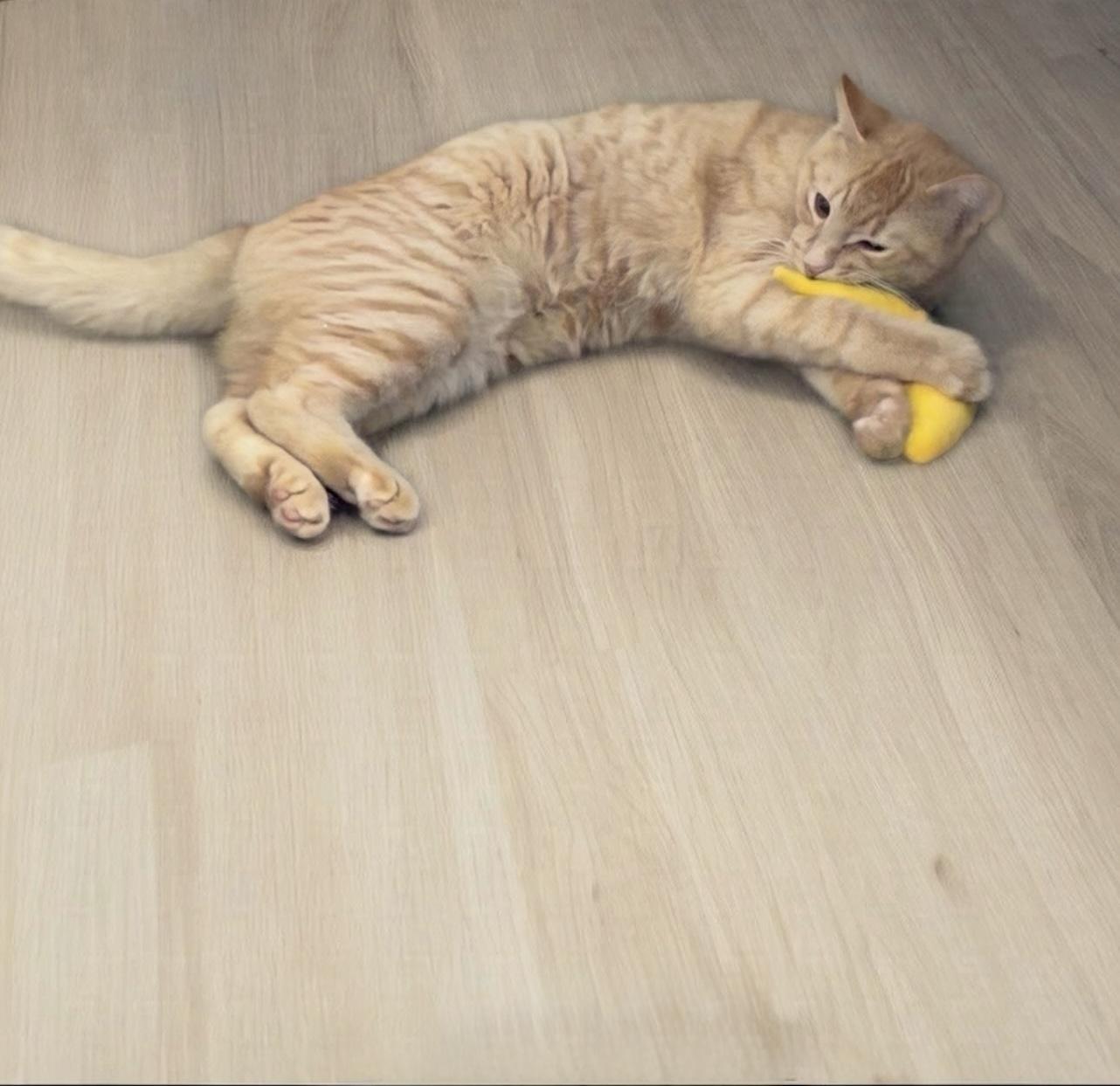 Enlarge Tang, a Adoptable Domestic Short Hair in Norwalk, CT image 1/1