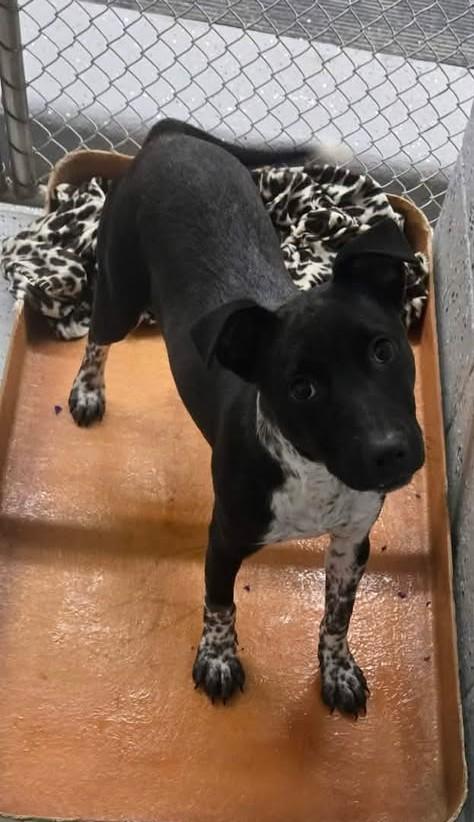 Enlarge KALI AKA KAHLUA, a Adoptable mixed breed in Reed City, MI image 1/1