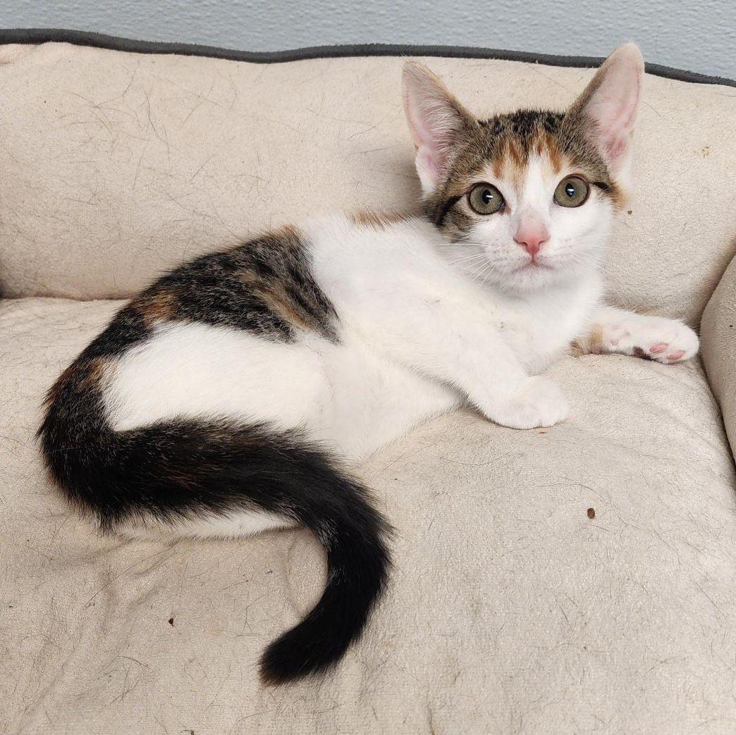Molly, an adoptable Calico & Domestic Short Hair Mix in Greensboro, NC_image-1