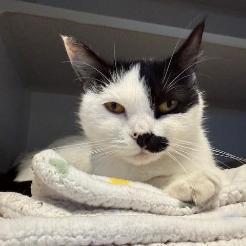 Enlarge Elsa, a Adoptable Domestic Short Hair in Washougal, WA image 1/4