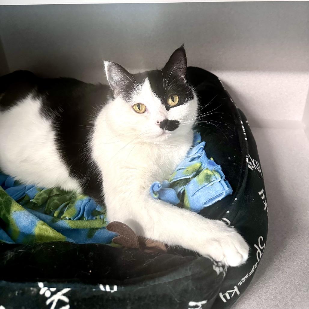 Elsa, Adoptable, Young Female Domestic Short Hair.