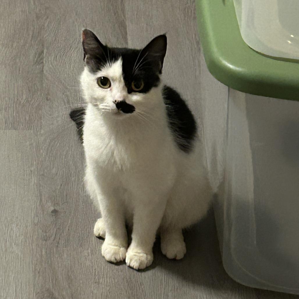 Enlarge Elsa, a Adoptable Domestic Short Hair in Washougal, WA image 2/4