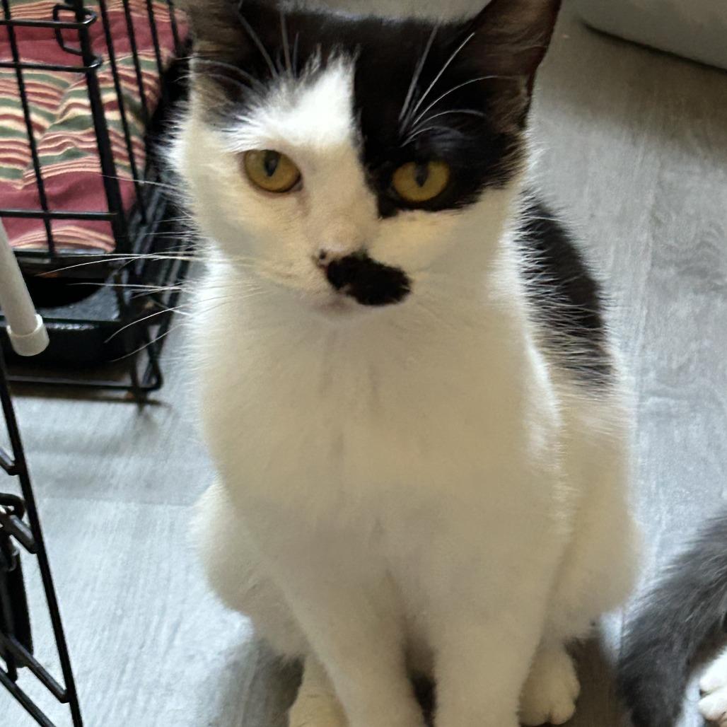 Enlarge Elsa, a Adoptable Domestic Short Hair in Washougal, WA image 3/4