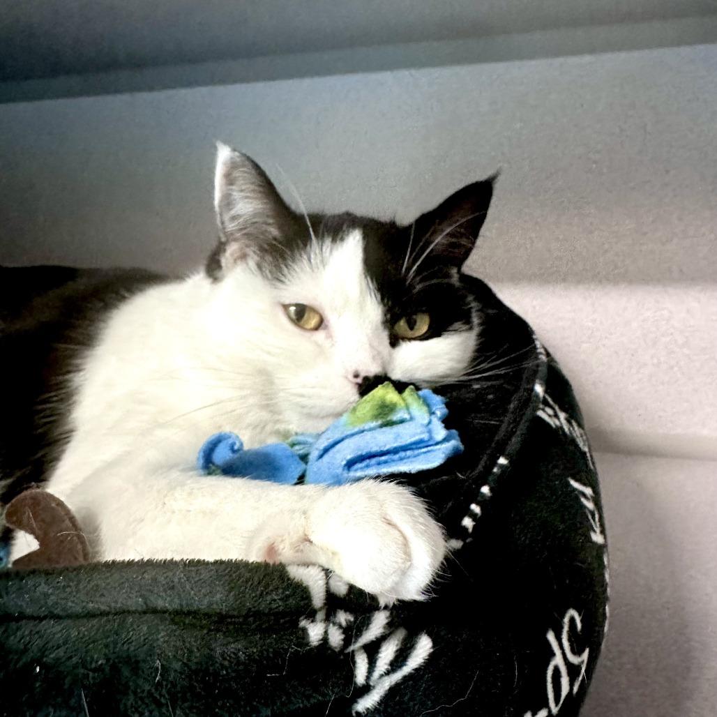 Enlarge Elsa, a Adoptable Domestic Short Hair in Washougal, WA image 3/4