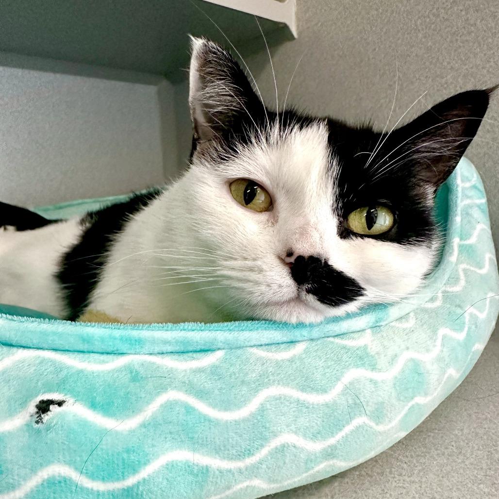 Enlarge Elsa, a Adoptable Domestic Short Hair in Washougal, WA image 4/4