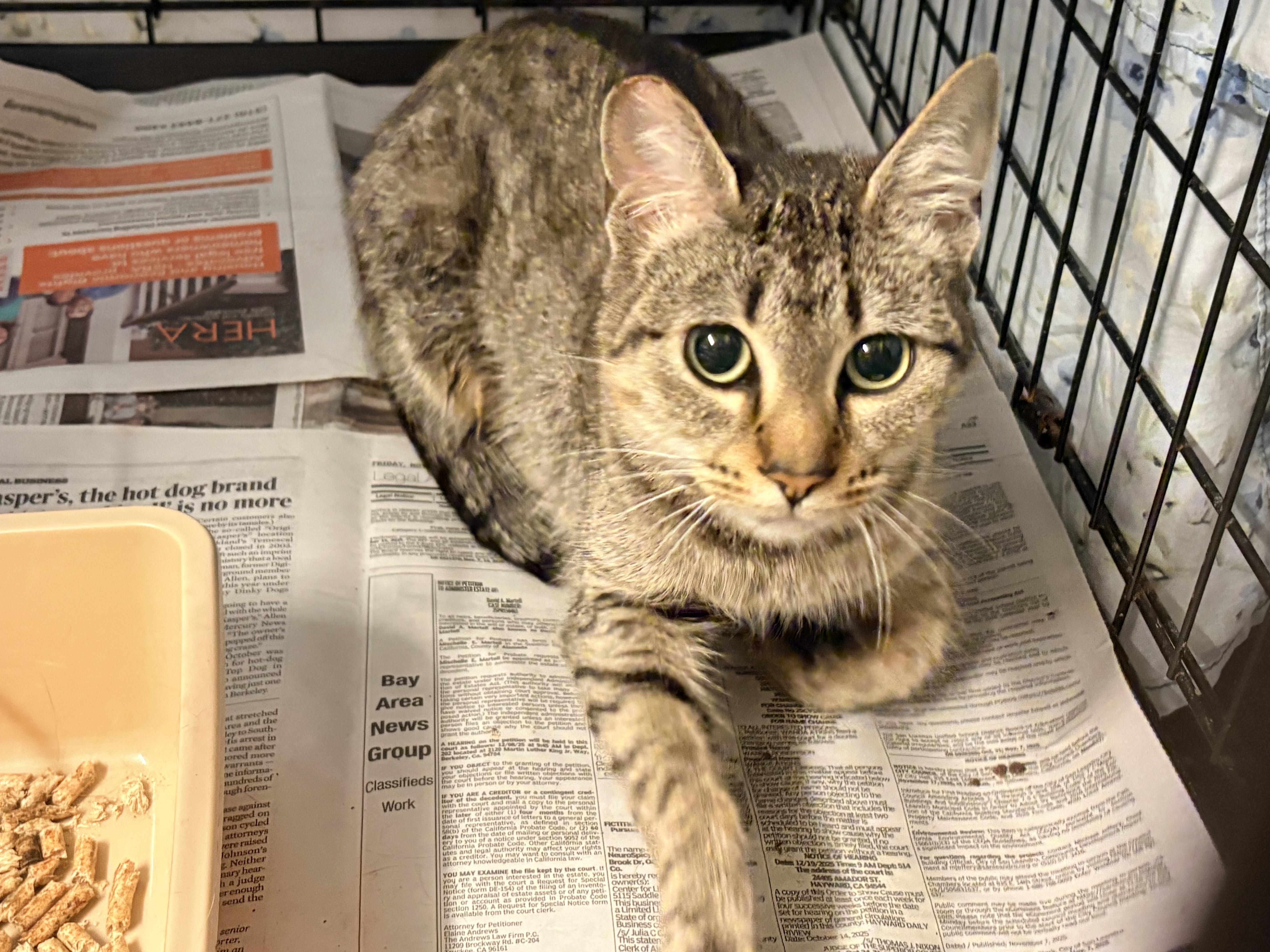 Jelly, an adoptable Domestic Short Hair in Hayward, CA image 5/5