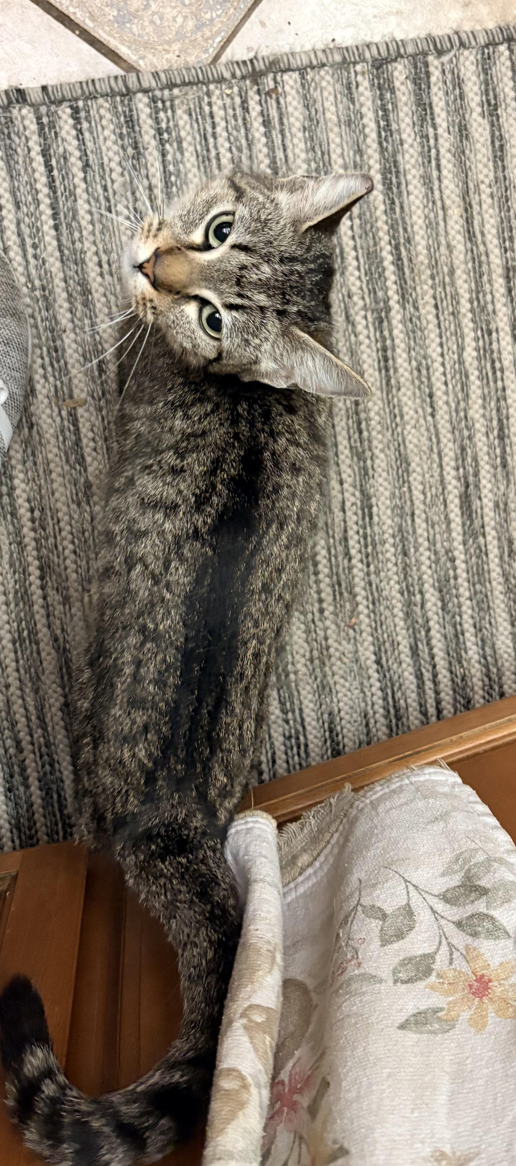 Jelly, an adoptable Domestic Short Hair in Hayward, CA image 4/5