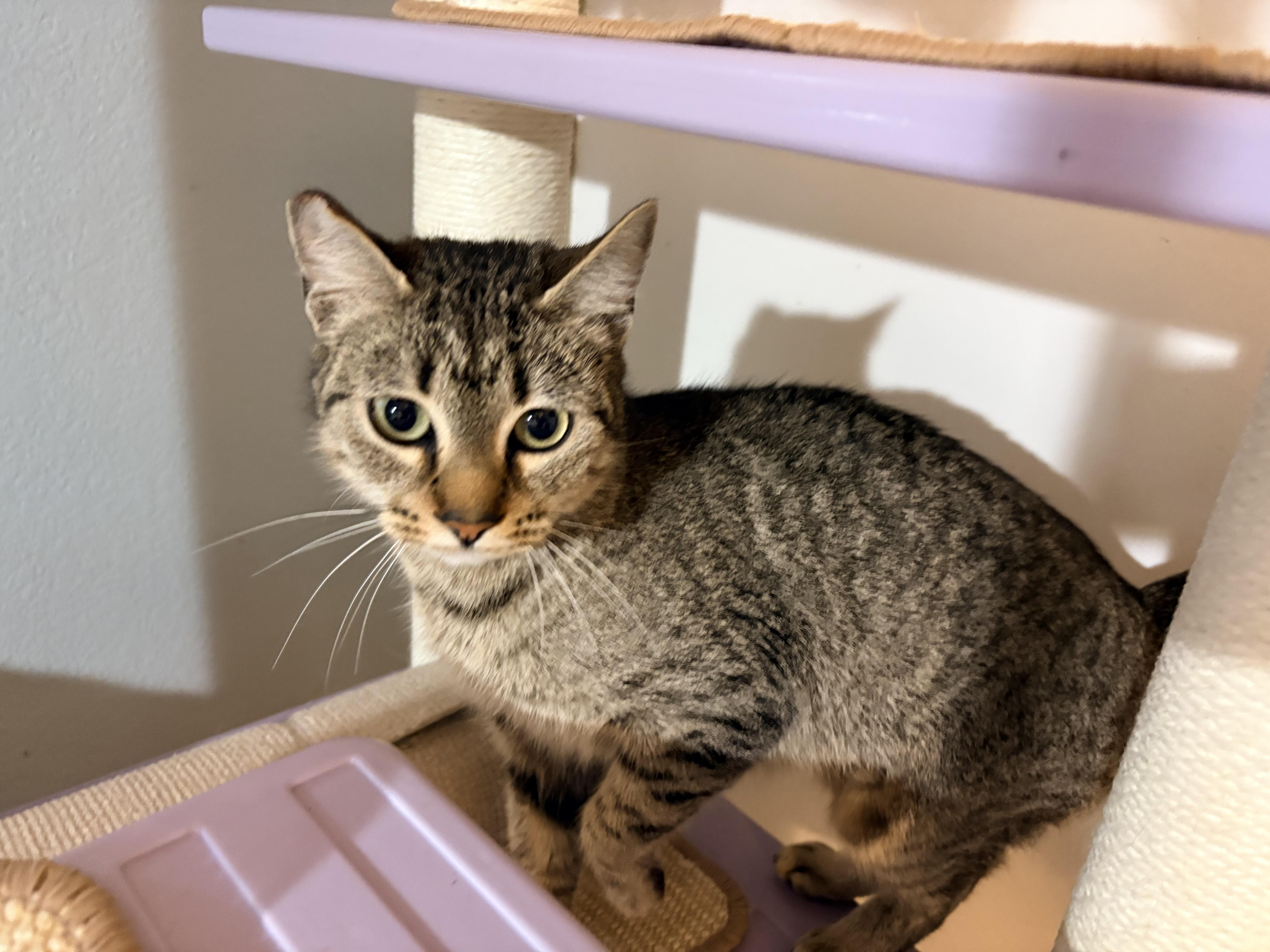 Jelly, an adoptable Domestic Short Hair in Hayward, CA image 1/5