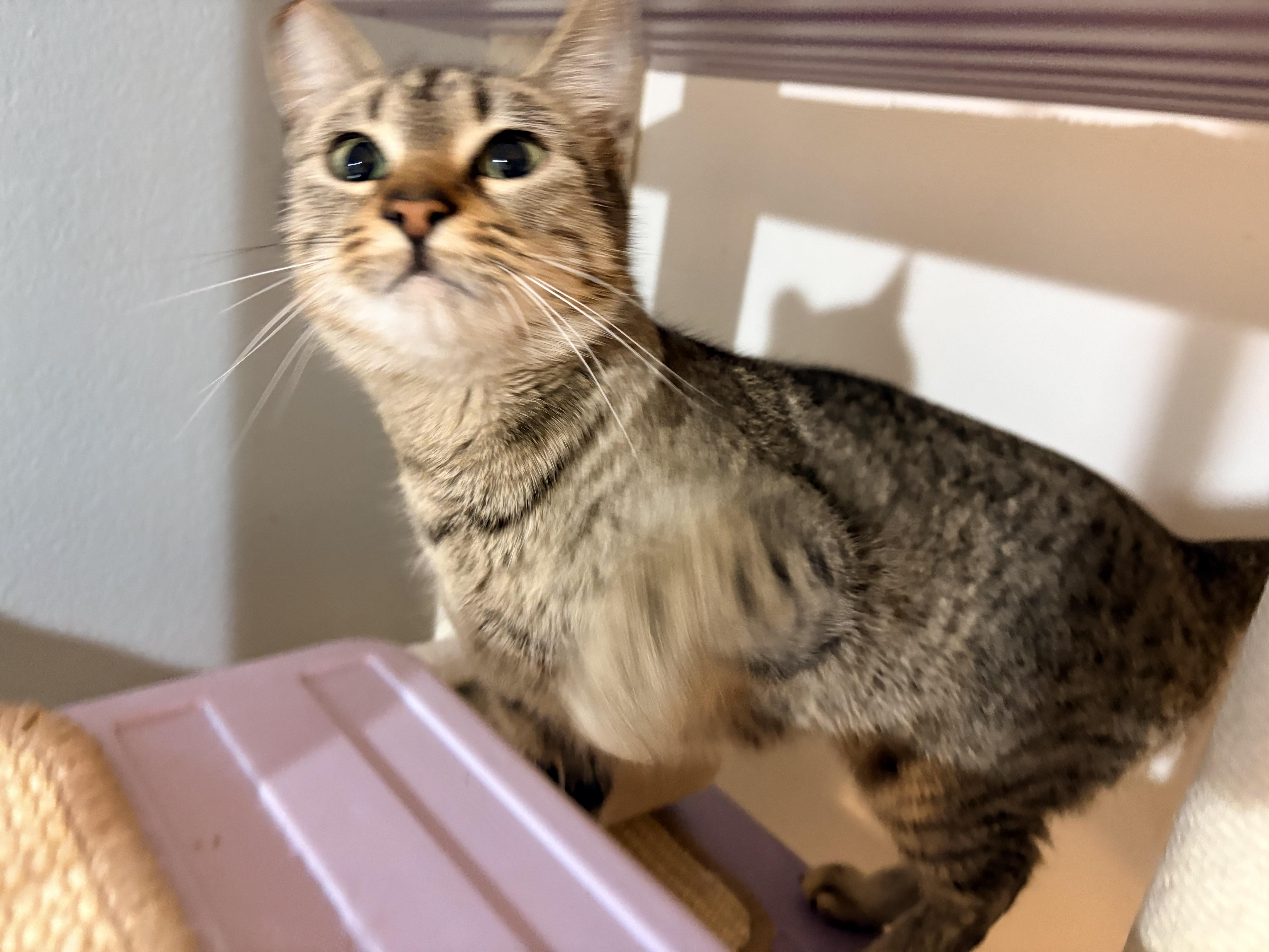 Jelly, an adoptable Domestic Short Hair in Hayward, CA image 3/5