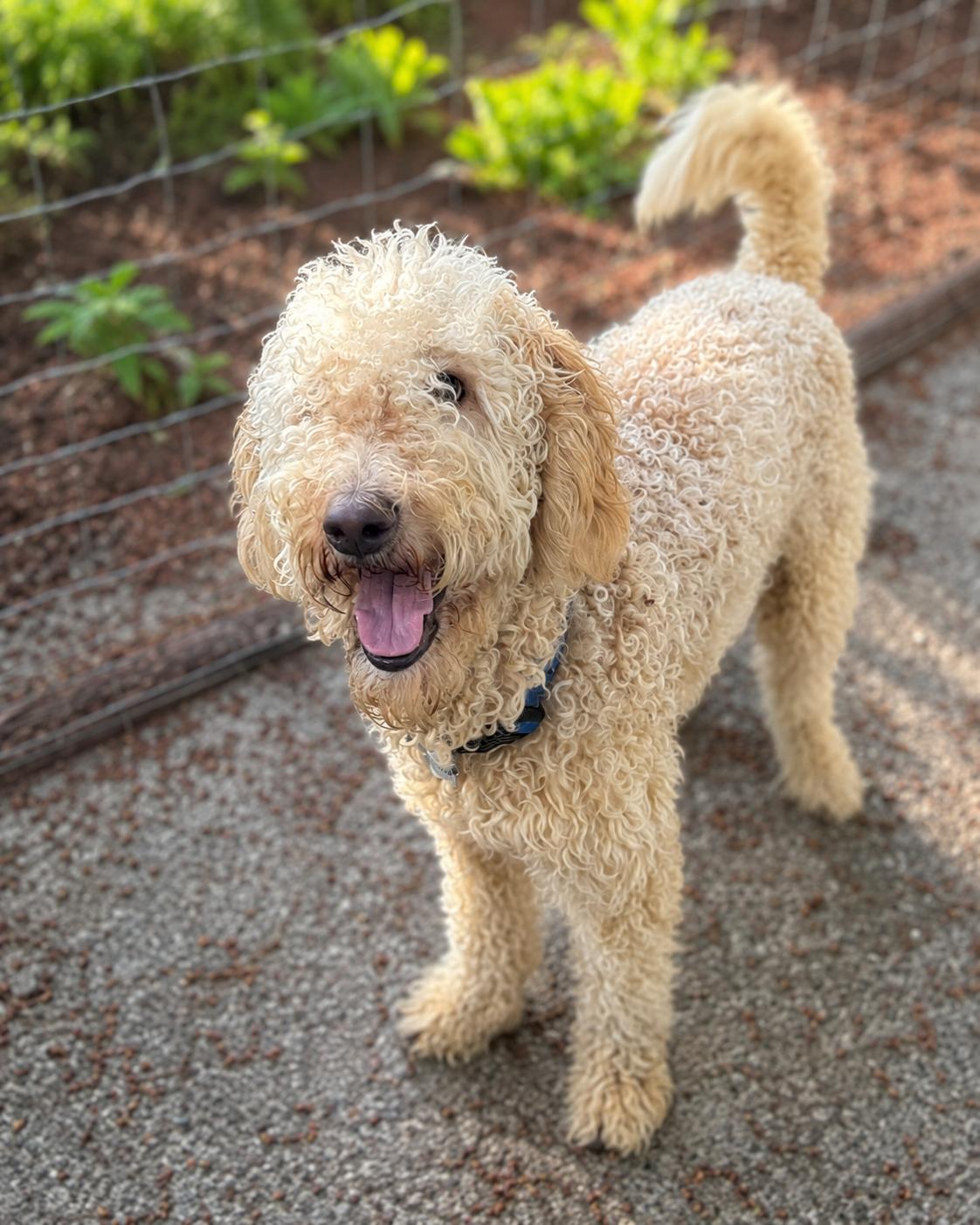 Marvin, ADOPTABLE, Adult Male Labradoodle.