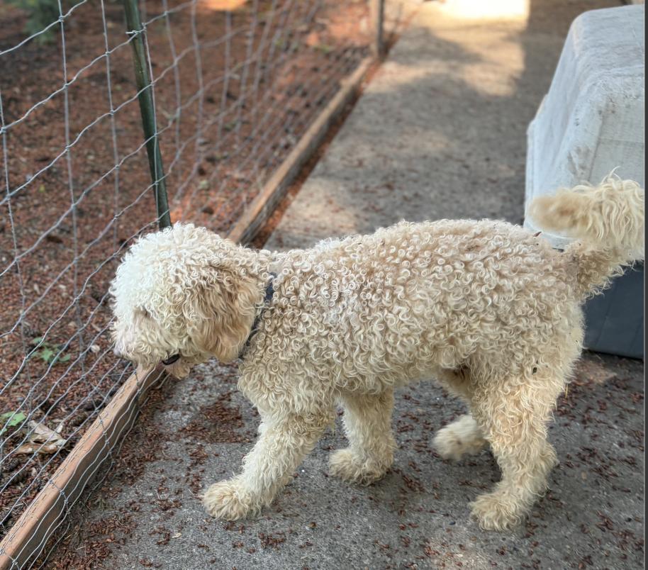 Marvin, a ADOPTABLE Labradoodle in Puyallup, WA image 2/2