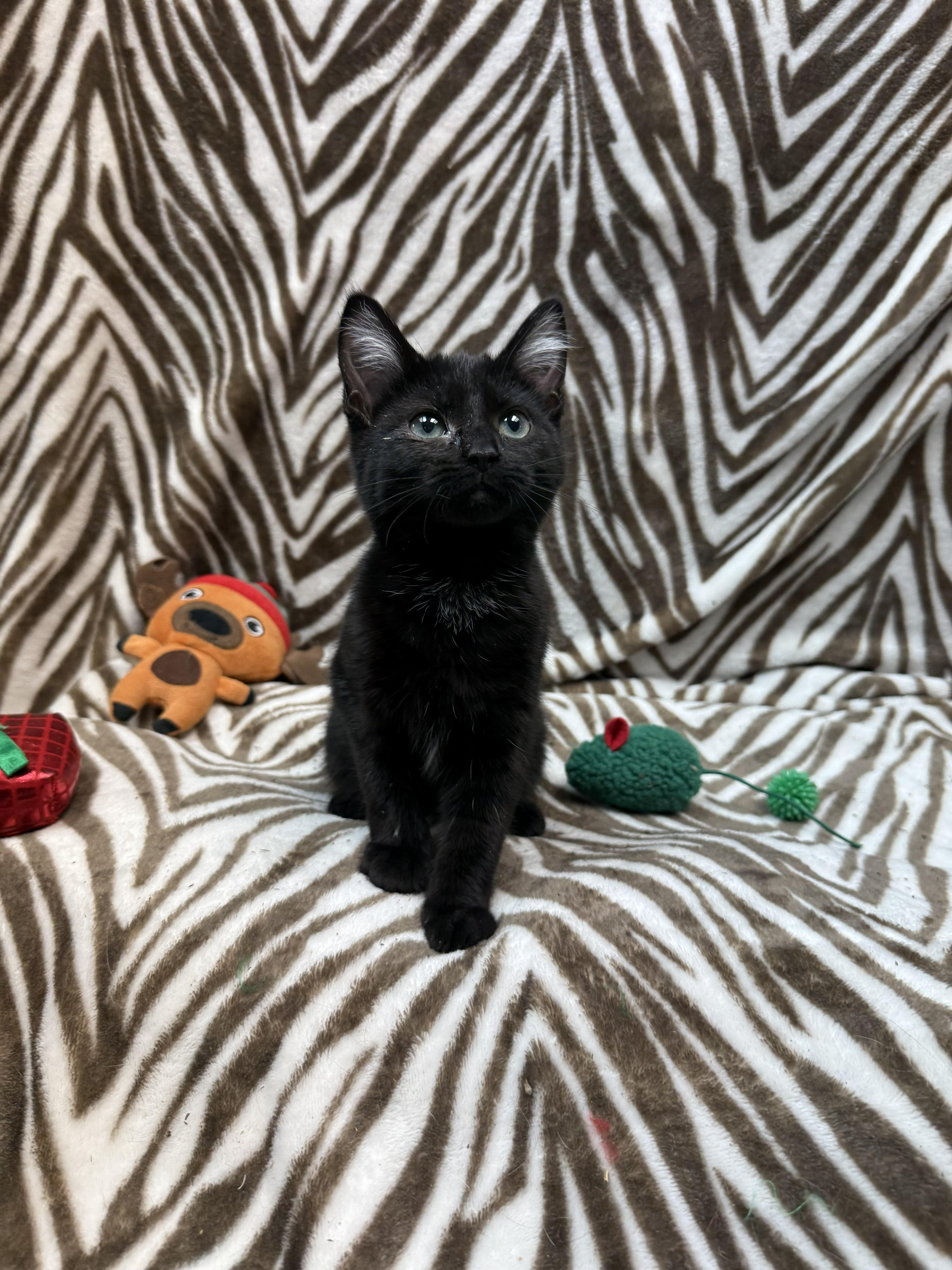 Enlarge Astrid, an adopted Domestic Short Hair in Rock Falls, IL image 1/2