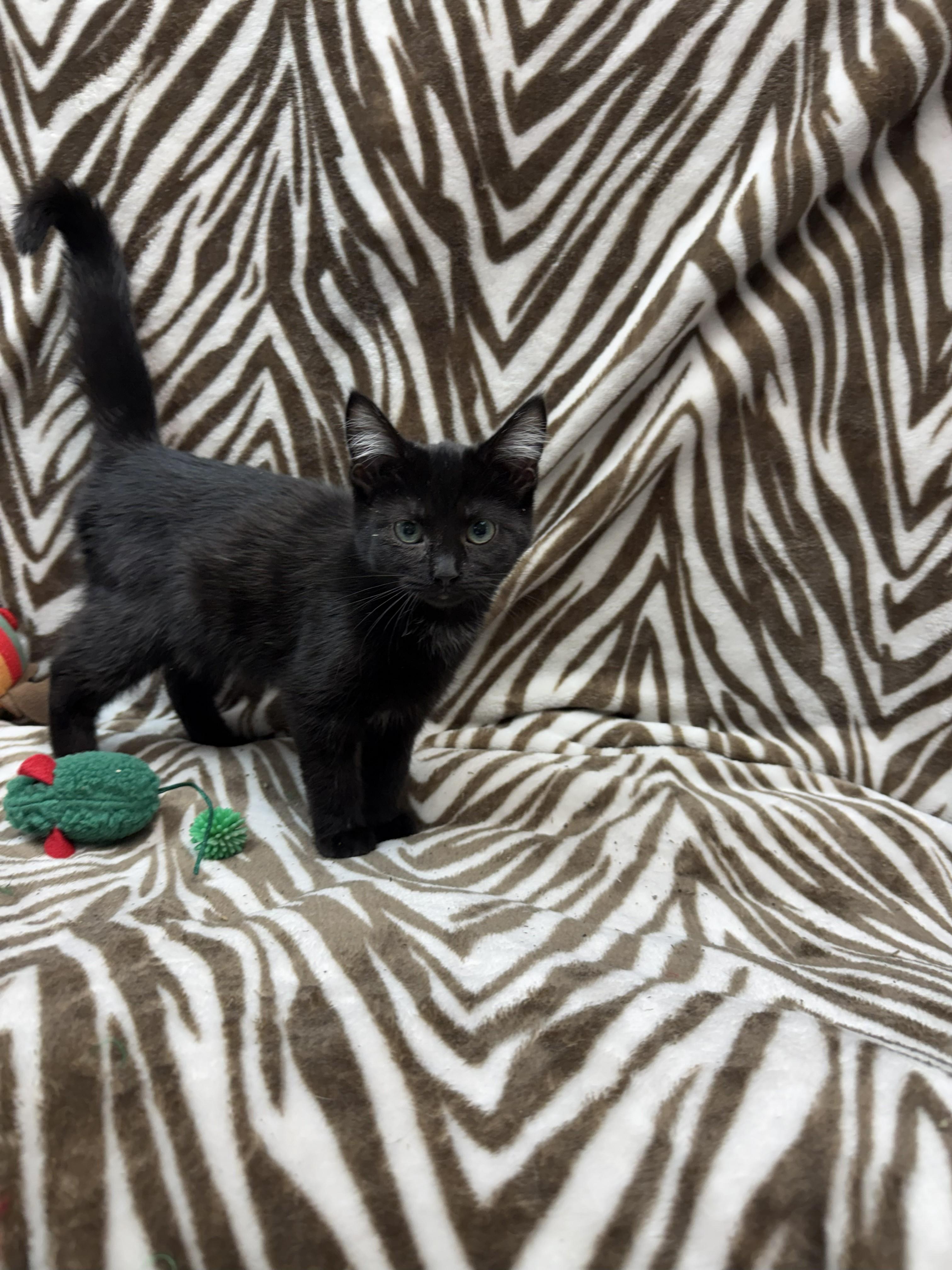 Enlarge Astrid, an adopted Domestic Short Hair in Rock Falls, IL image 2/2