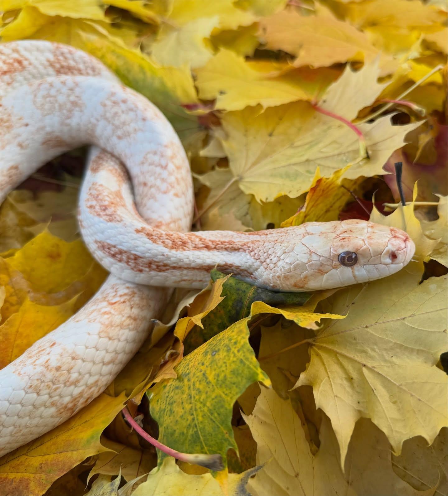 Enlarge Grissom, a ADOPTABLE Corn / Rat in Surrey, BC image 1/5