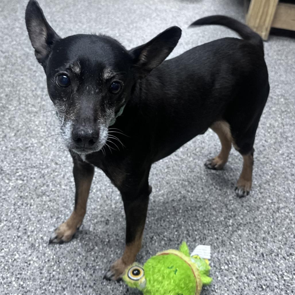 Oscar loves playing fetch, Adoptable, Adult Male Rat Terrier.
