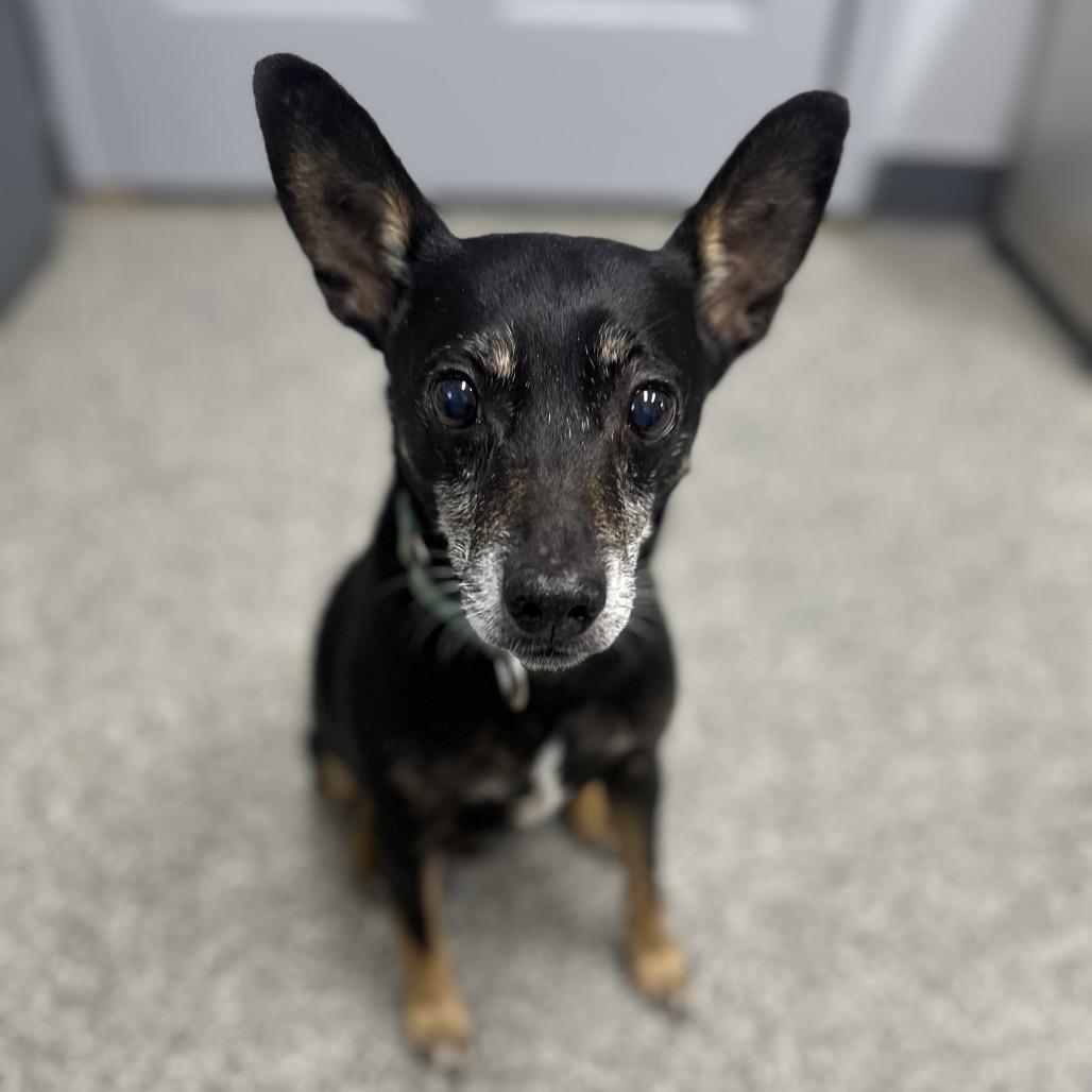 Enlarge Oscar loves playing fetch, a Adoptable Rat Terrier in Kokomo, IN image 2/6