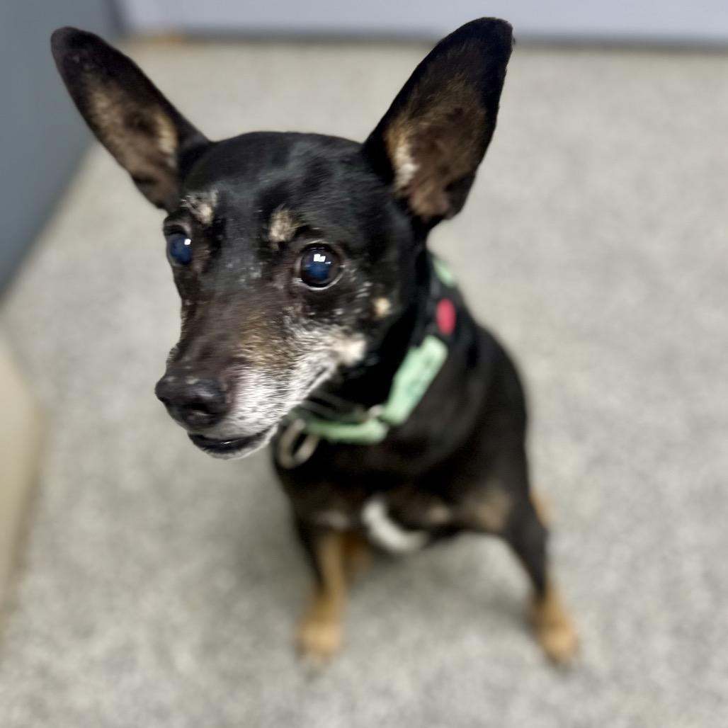 Enlarge Oscar loves playing fetch, a Adoptable Rat Terrier in Kokomo, IN image 5/6