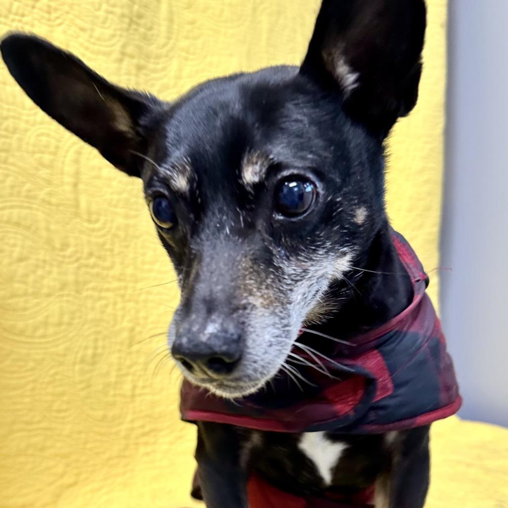 Enlarge Oscar loves playing fetch, a Adoptable Rat Terrier in Kokomo, IN image 6/6