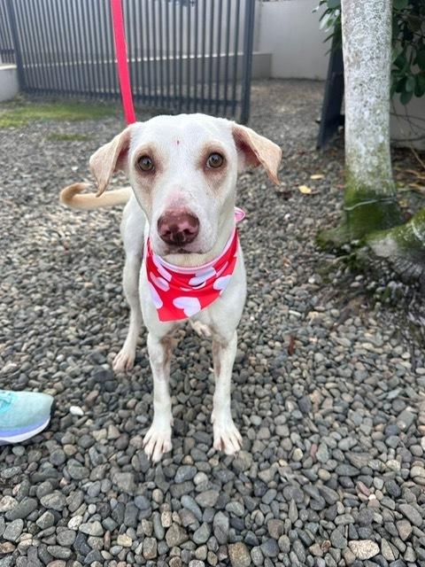 Enlarge Luna, a Adoptable mixed breed in North Reading, MA image 2/3