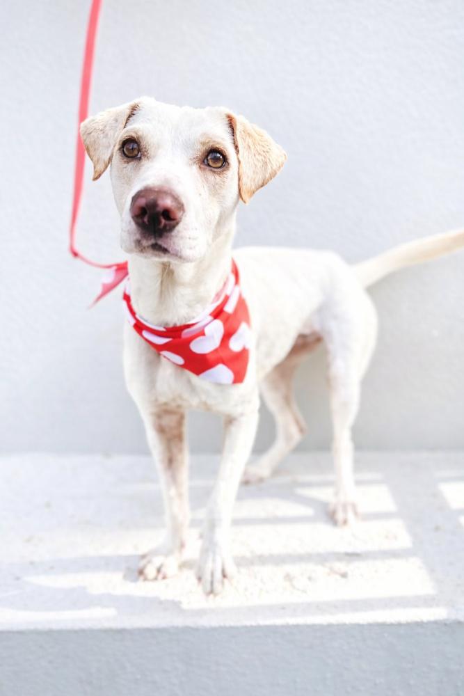 Enlarge Luna, a Adoptable mixed breed in North Reading, MA image 3/3