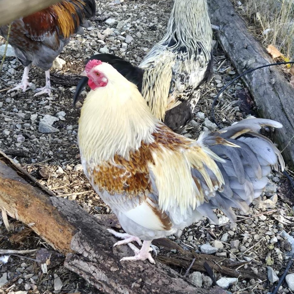 Coop Cowboys!!, Adoptable, Young Male Chicken.