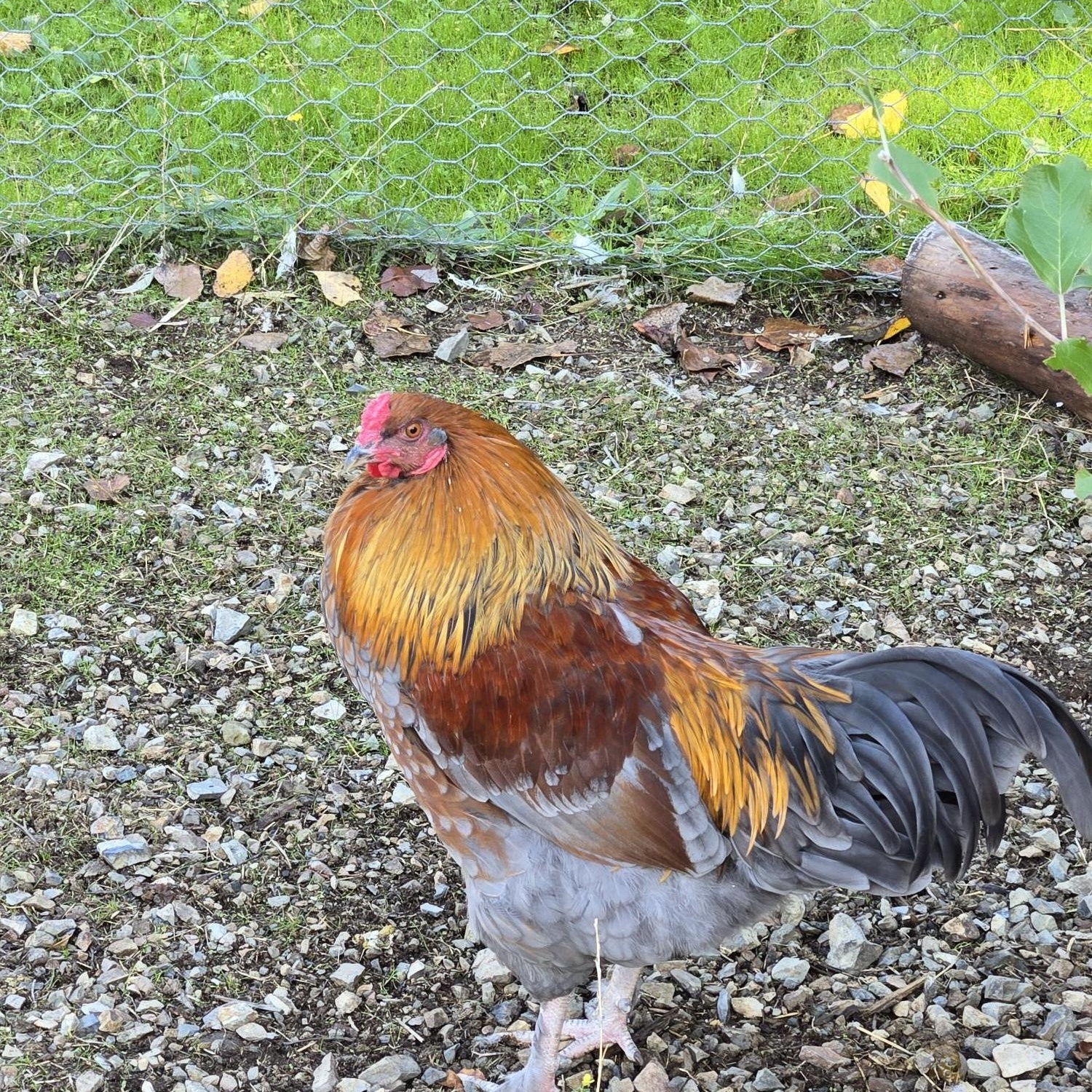 Enlarge Coop Cowboys!!, a Adoptable Chicken in Jacksonville, OR image 2/4
