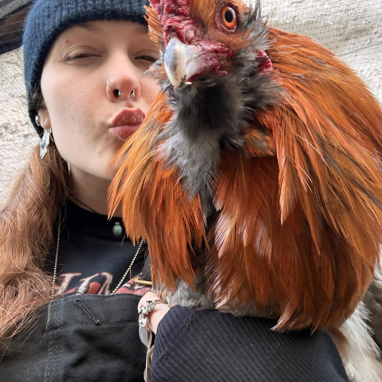 Enlarge Coop Cowboys!!, a Adoptable Chicken in Jacksonville, OR image 2/6