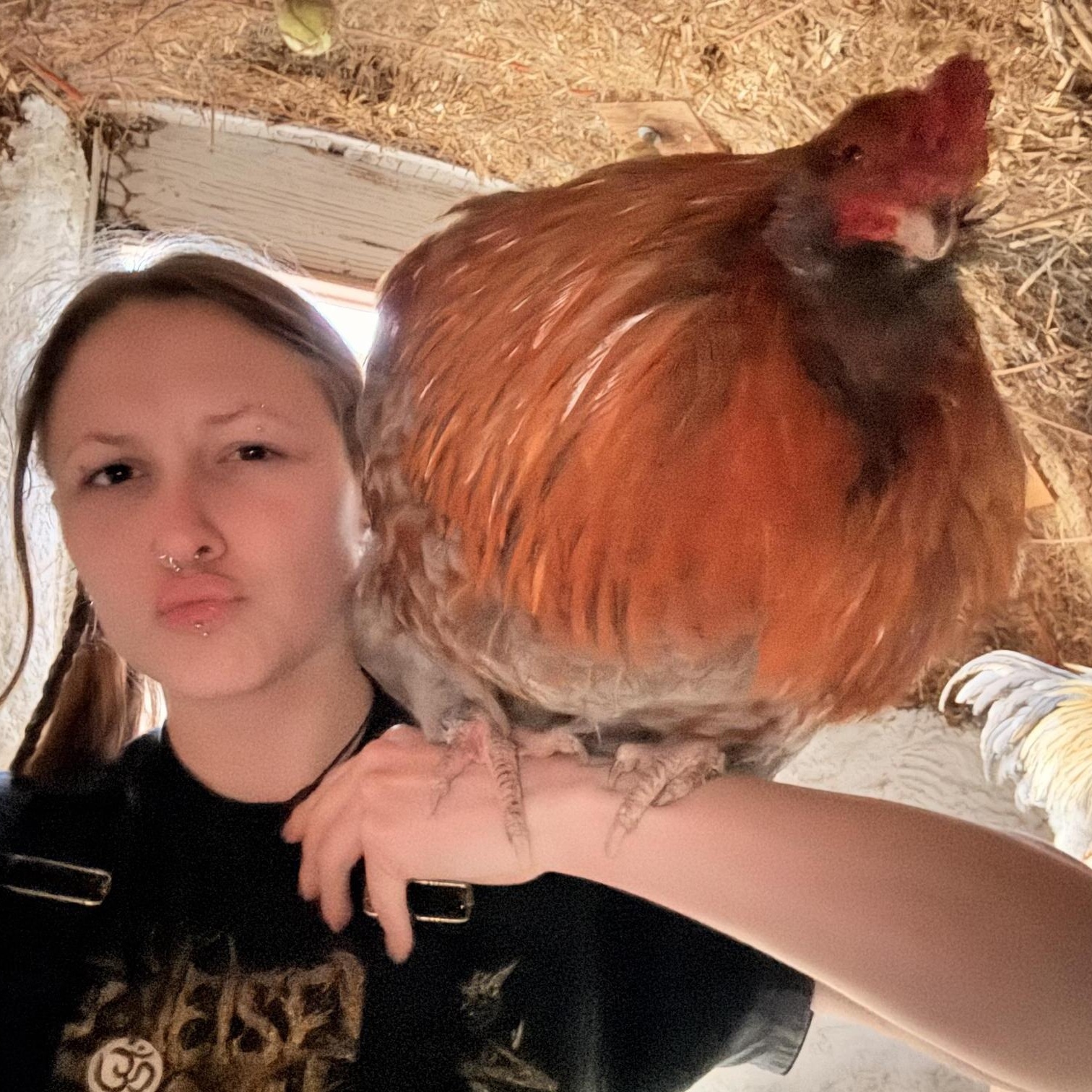 Enlarge Coop Cowboys!!, a Adoptable Chicken in Jacksonville, OR image 1/6
