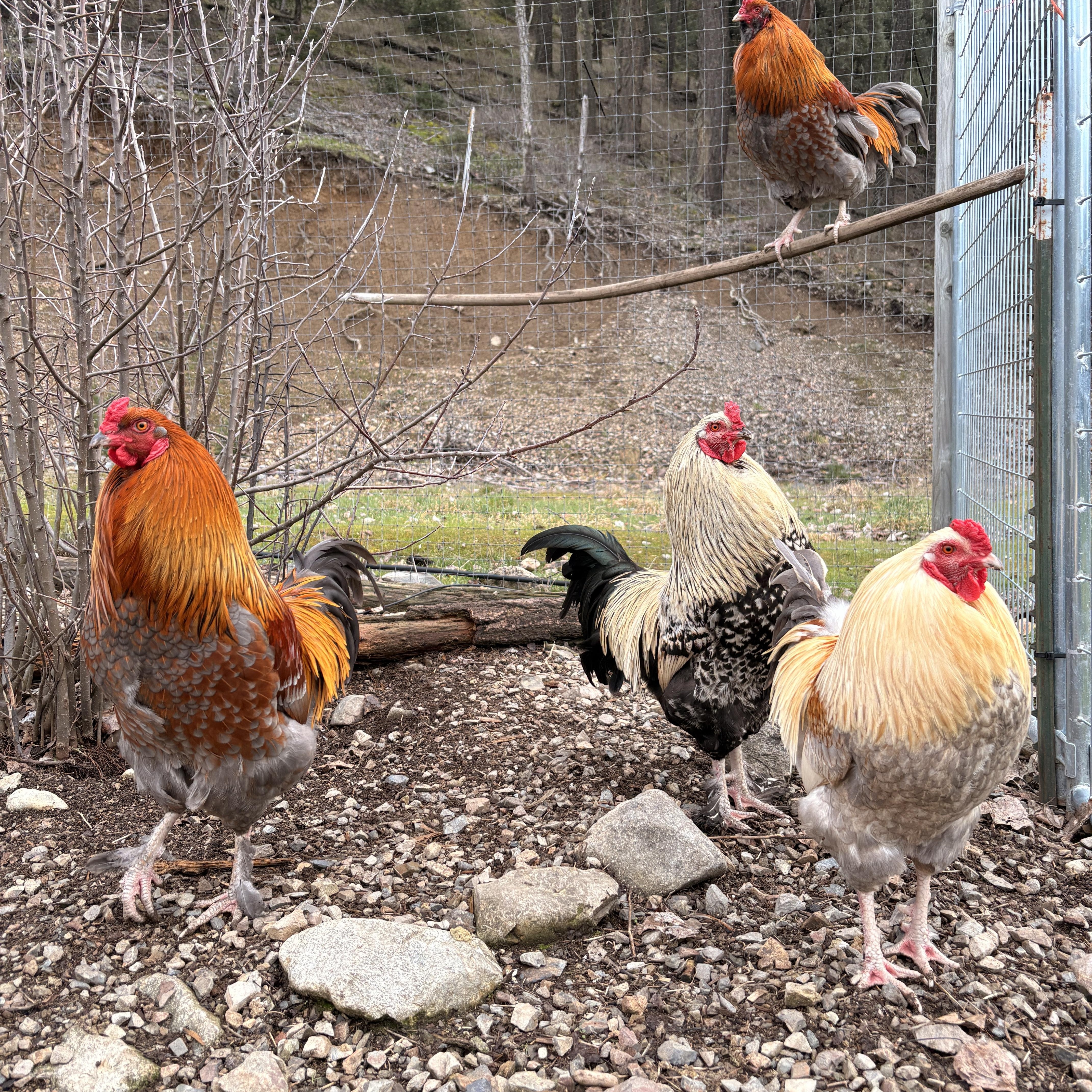 Coop Cowboys!!, Adoptable, Young Male Chicken.