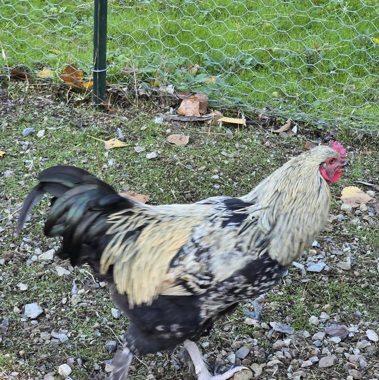 Enlarge Coop Cowboys!!, a Adoptable Chicken in Jacksonville, OR image 3/4