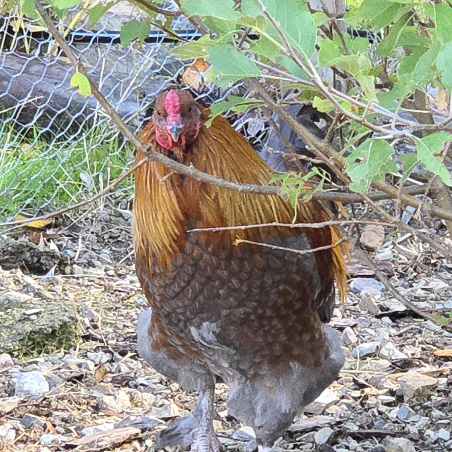 Enlarge Coop Cowboys!!, a Adoptable Chicken in Jacksonville, OR image 4/4