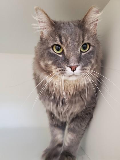 Cinderblock (& Marshmallow), Adoptable, Adult Male Domestic Medium Hair & Domestic Short Hair.