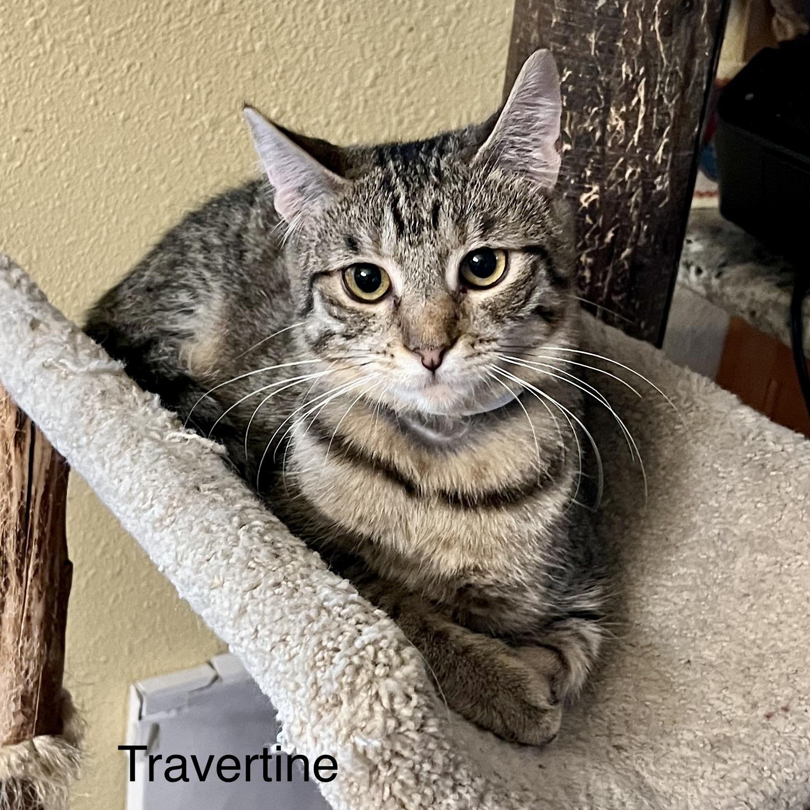 Enlarge Travertine, a Adoptable Tabby in Tustin, CA image 1/5
