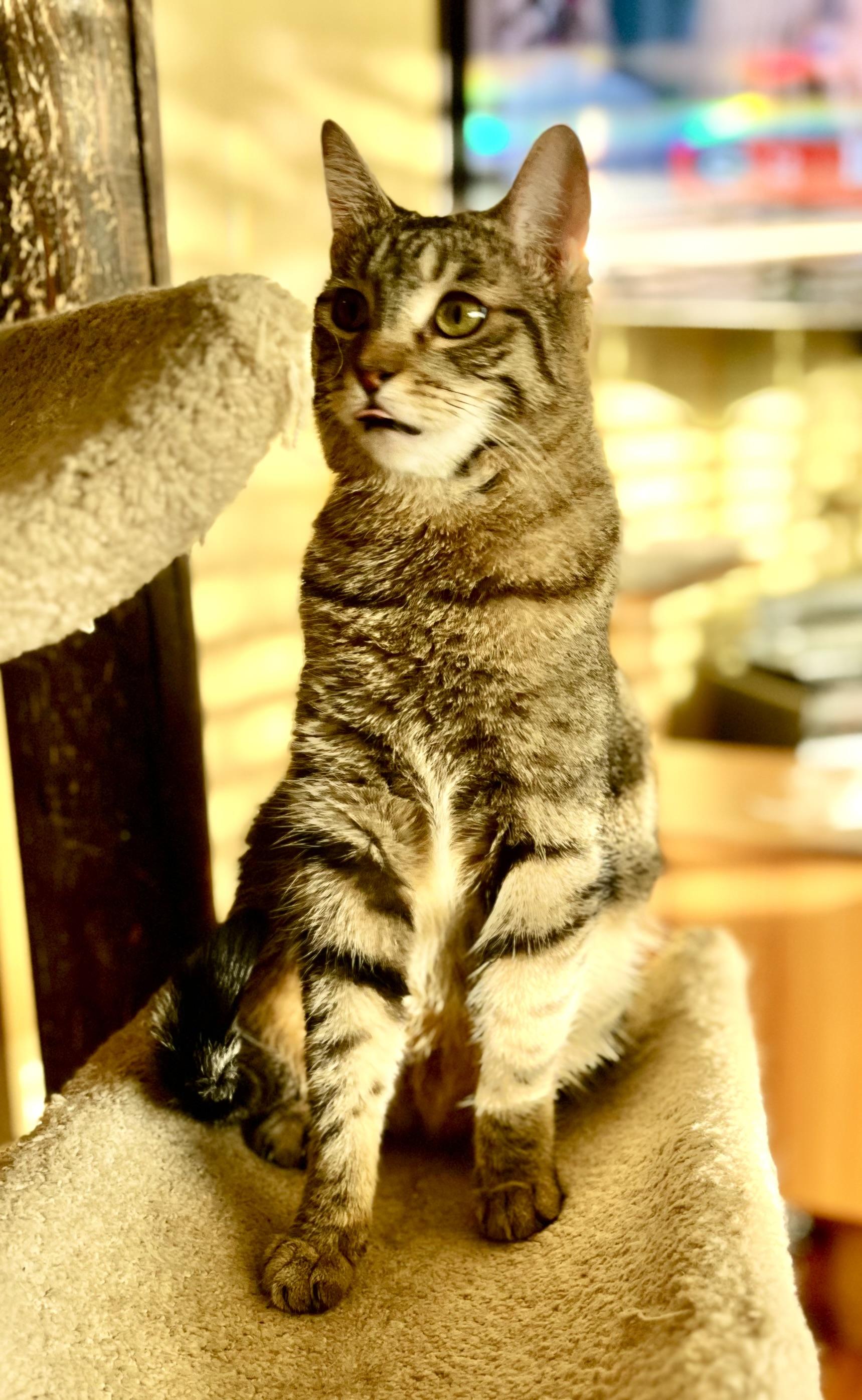 Enlarge Travertine, a Adoptable Tabby in Tustin, CA image 5/5