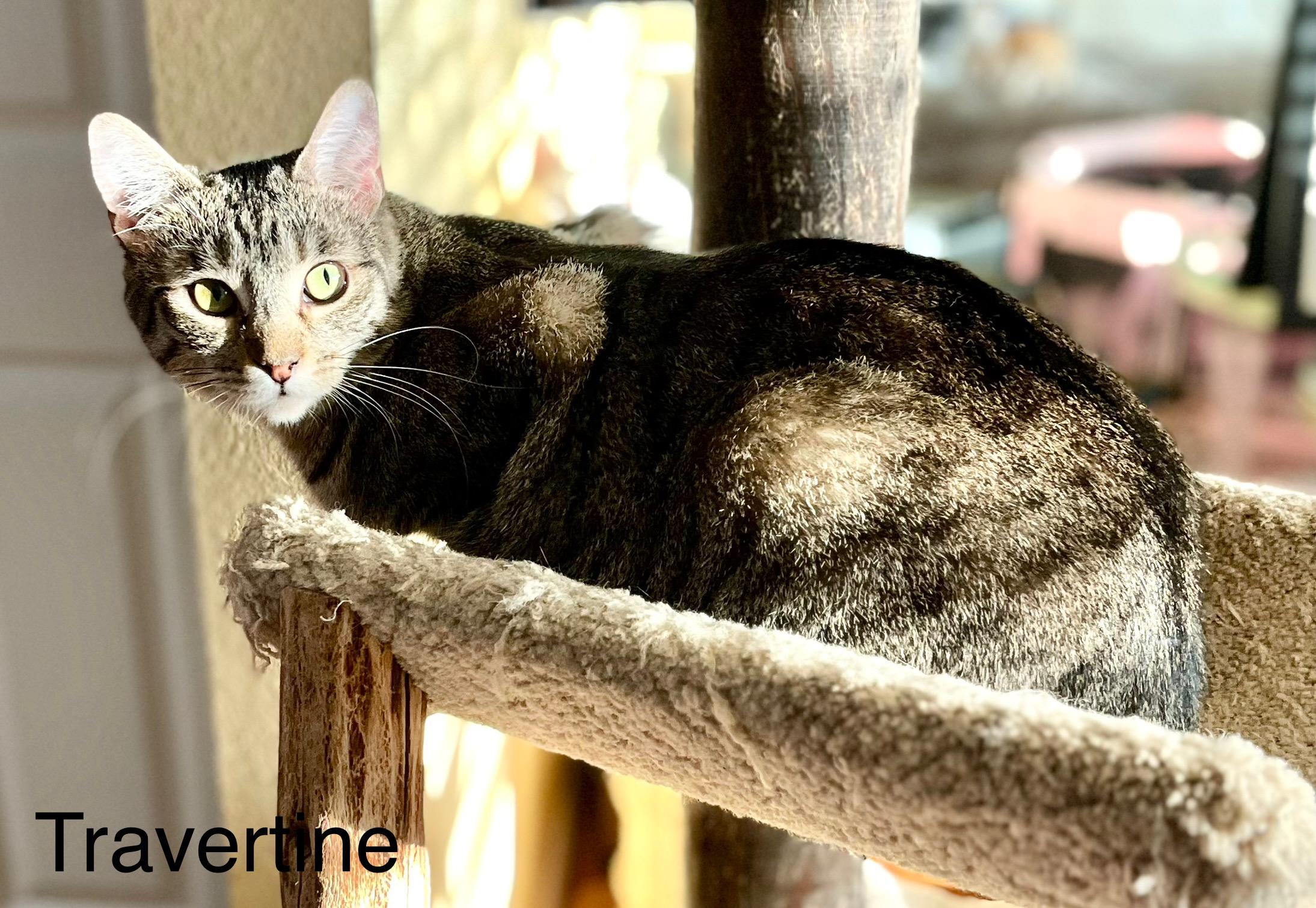 Enlarge Travertine, a Adoptable Tabby in Tustin, CA image 3/5