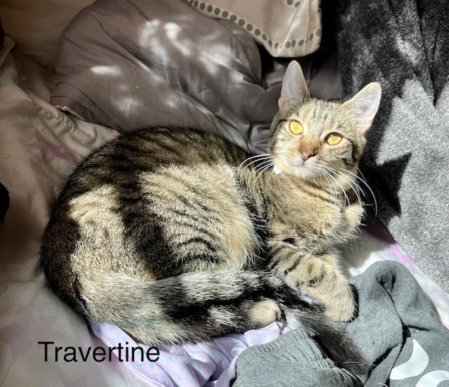 Enlarge Travertine, a Adoptable Tabby in Tustin, CA image 2/5