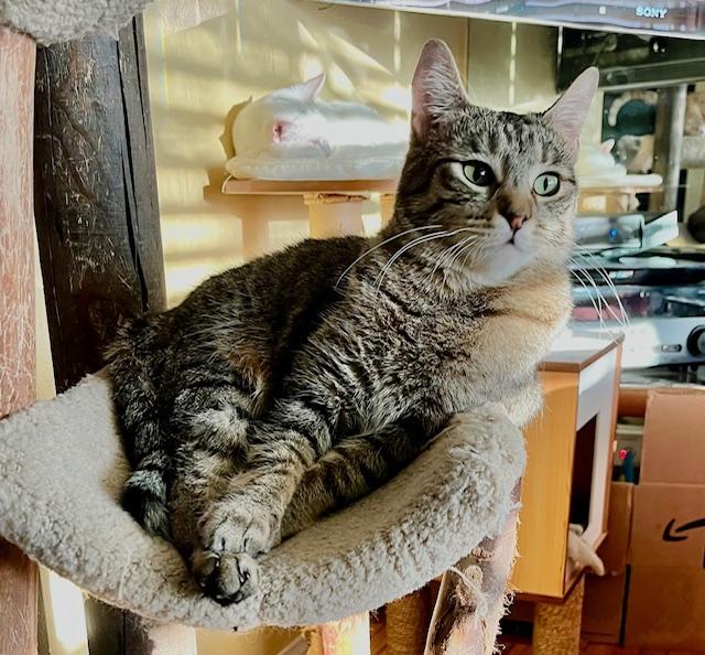 Enlarge Travertine, a Adoptable Tabby in Tustin, CA image 4/5