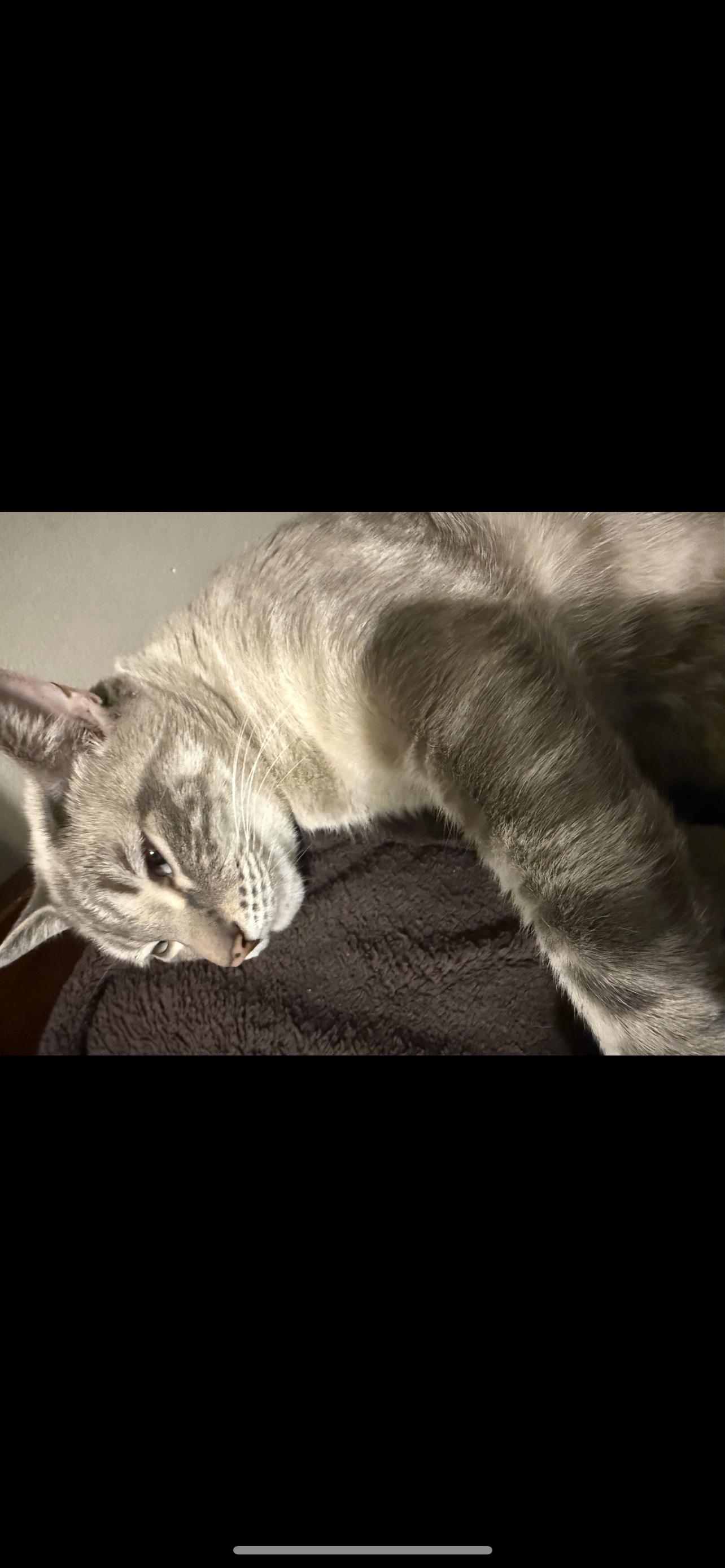 Enlarge Cookie , an adopted mixed breed in Enfield, CT image 2/2