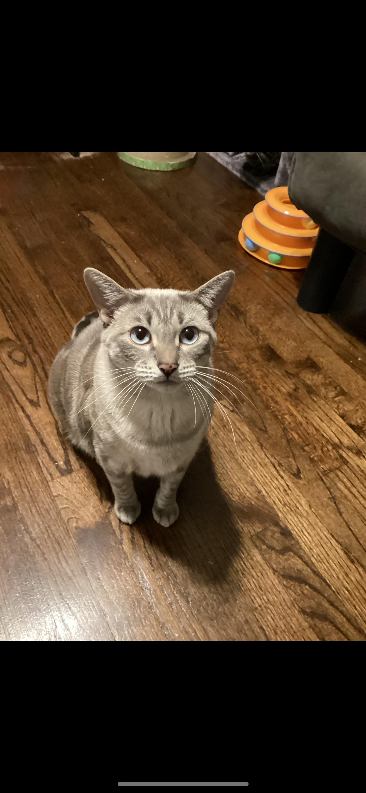 Enlarge Cookie , an adopted mixed breed in Enfield, CT image 1/2