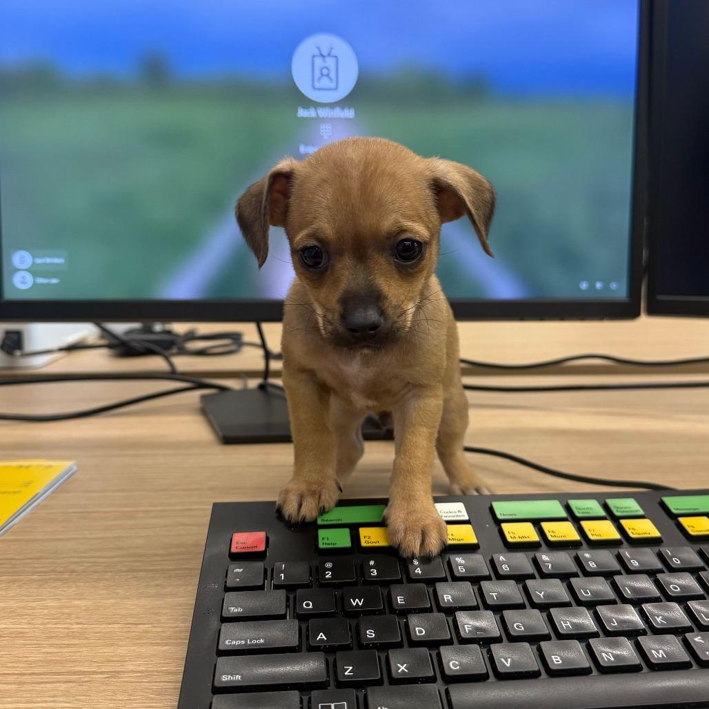 Dumpling, Adoptable, Puppy Male Chihuahua.