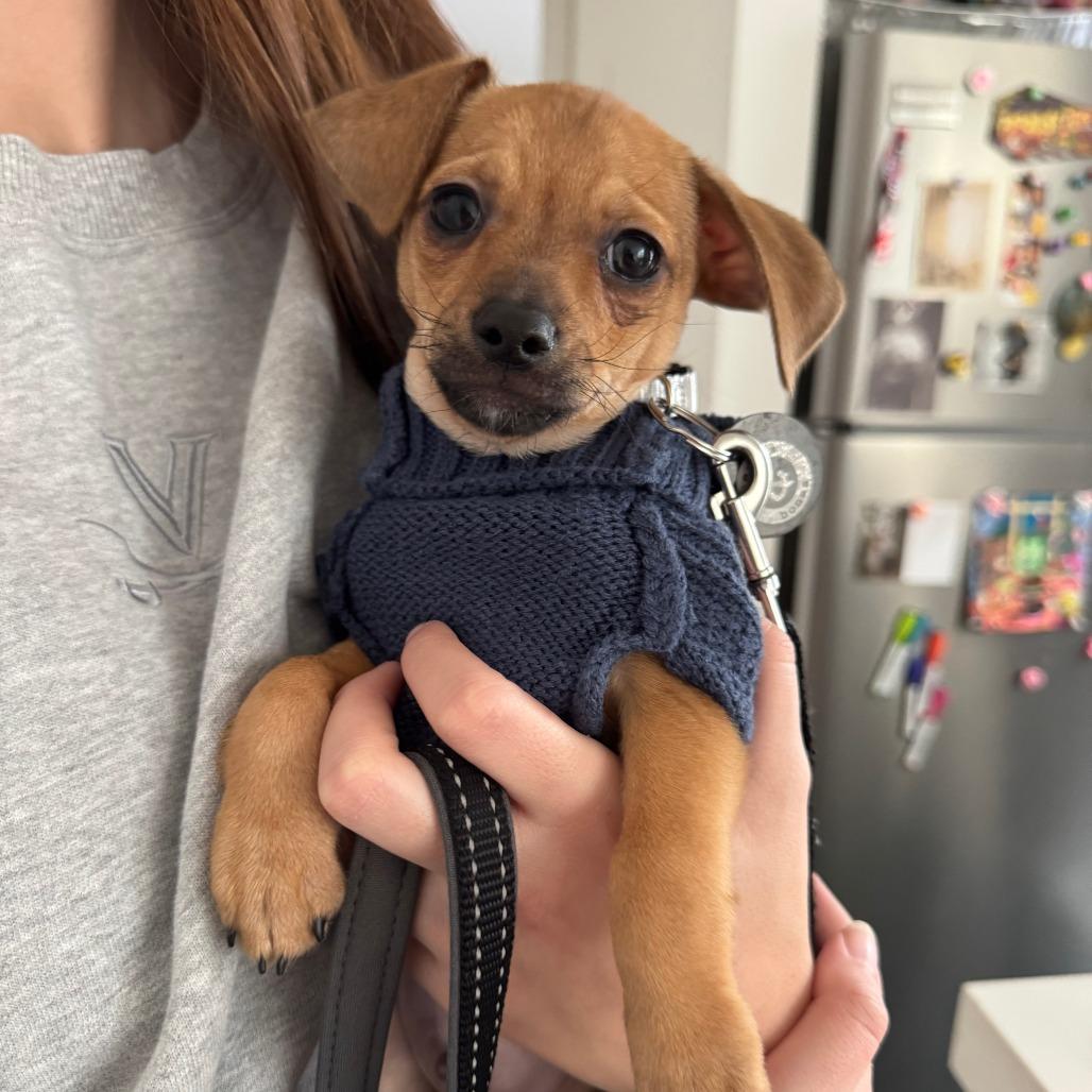 Enlarge Dumpling, a Adoptable Chihuahua in Brooklyn, NY image 2/6